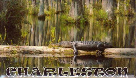 Charleston Alligator Magnet